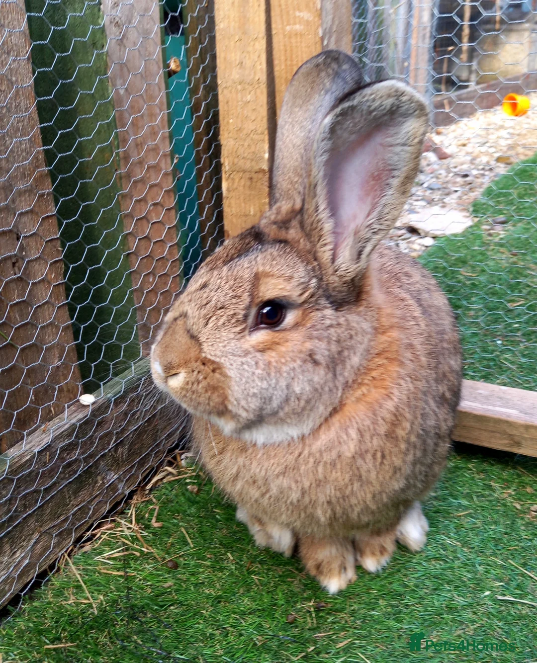 Continental Giant rabbits for sale: Male continental giant - Advert 2