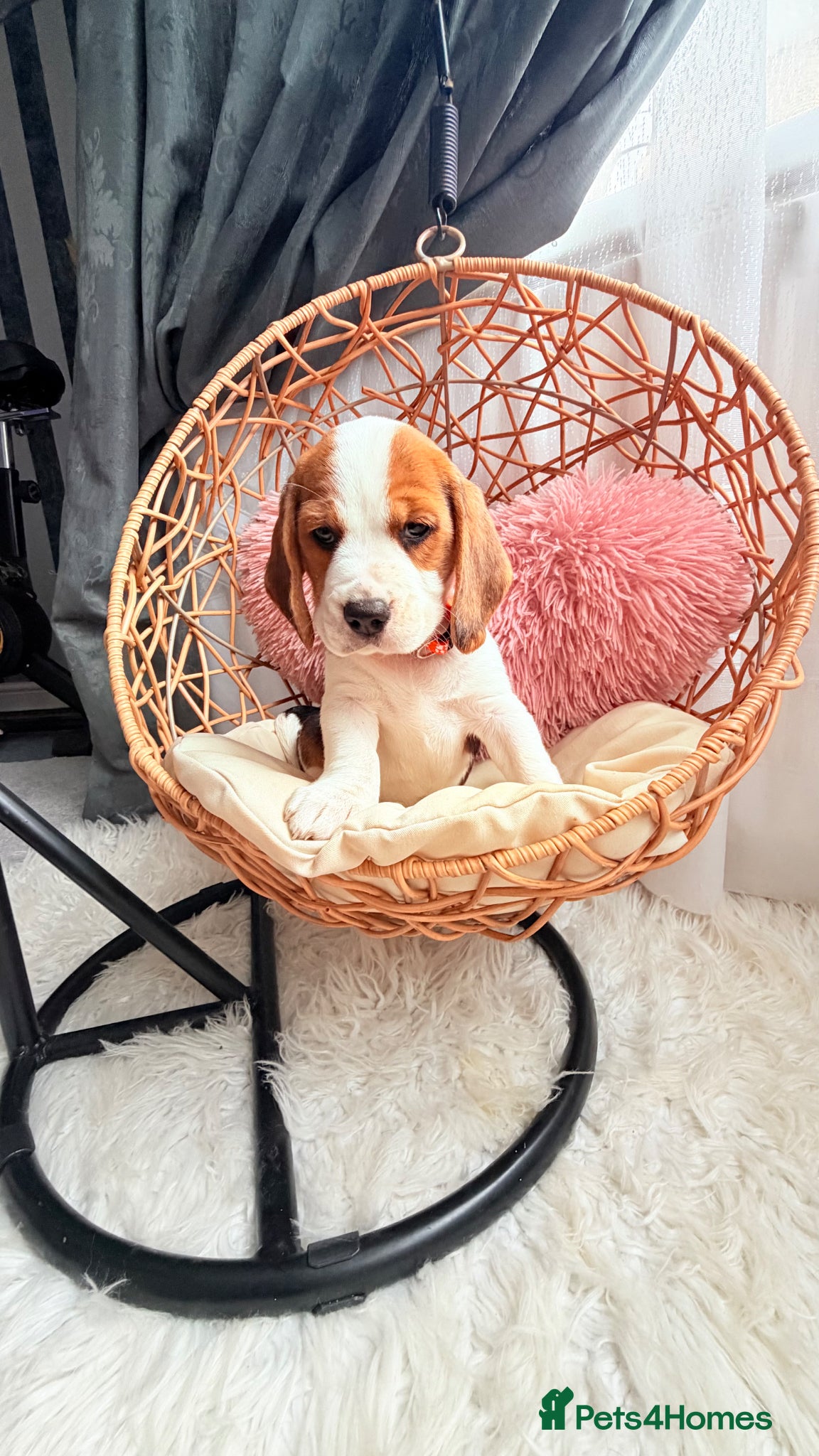 Beagle dogs for sale: 💞BEAUTIFUL BEAGLE PUPPIES 💞 - Advert 22