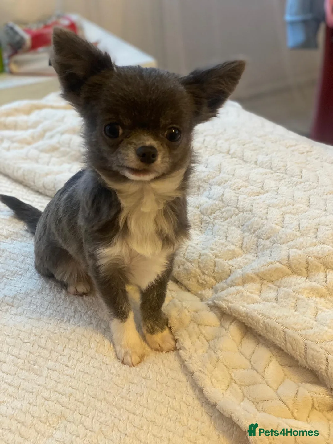 Chihuahua dogs for stud: Chihuahua  in Birmingham - Advert 10