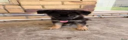 German Shepherd dogs for sale: German Shepherd Puppies Ready Now For Sale in Burton-on-Trent - Advert 3
