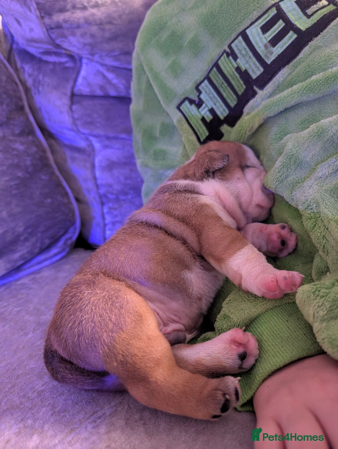 English Bulldog dogs for sale: Traditional British bulldogs pet only homes  - Image 7