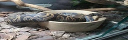 Snake reptiles for sale: Royal Pythons, Boa, Olive python Hoggies, Tortoise in Andover - Advert 12