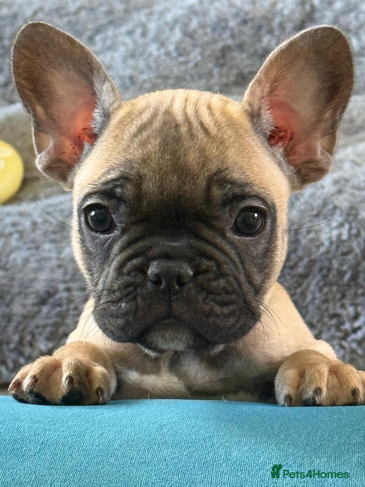 French Bulldog dogs 1 Beautiful French Bulldog girl ready to go!   - Advert 3