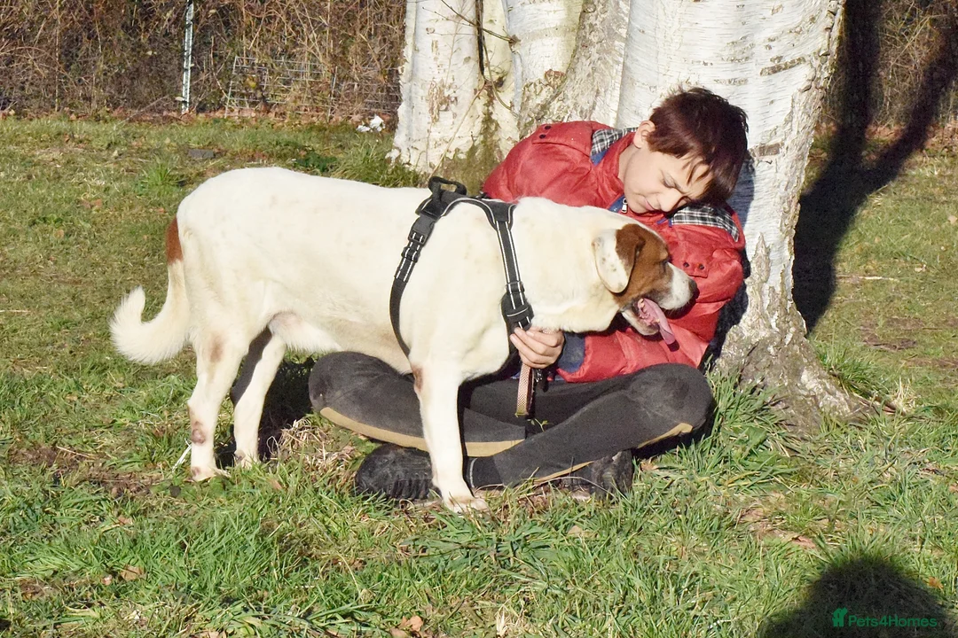 Mixed Breed dogs for adoption: Pirata - Advert 10