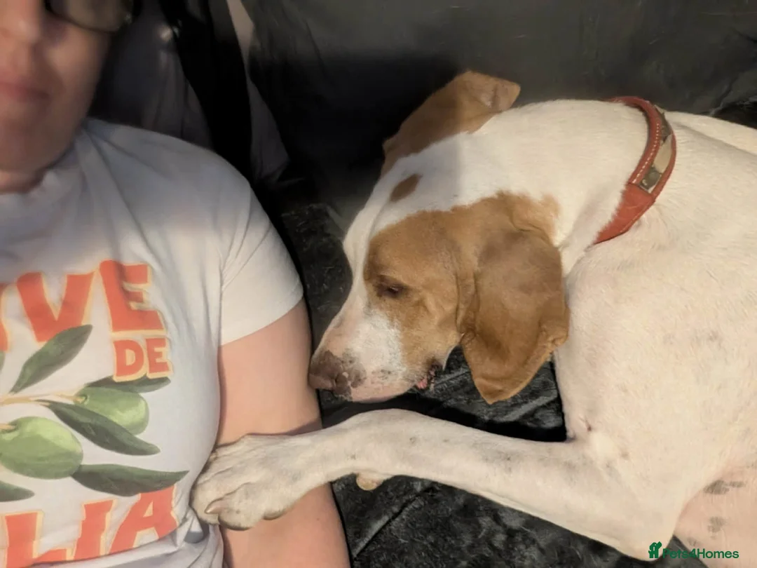 Pointer dogs for adoption: Max is looking for his forever home  in Rayleigh - Advert 2