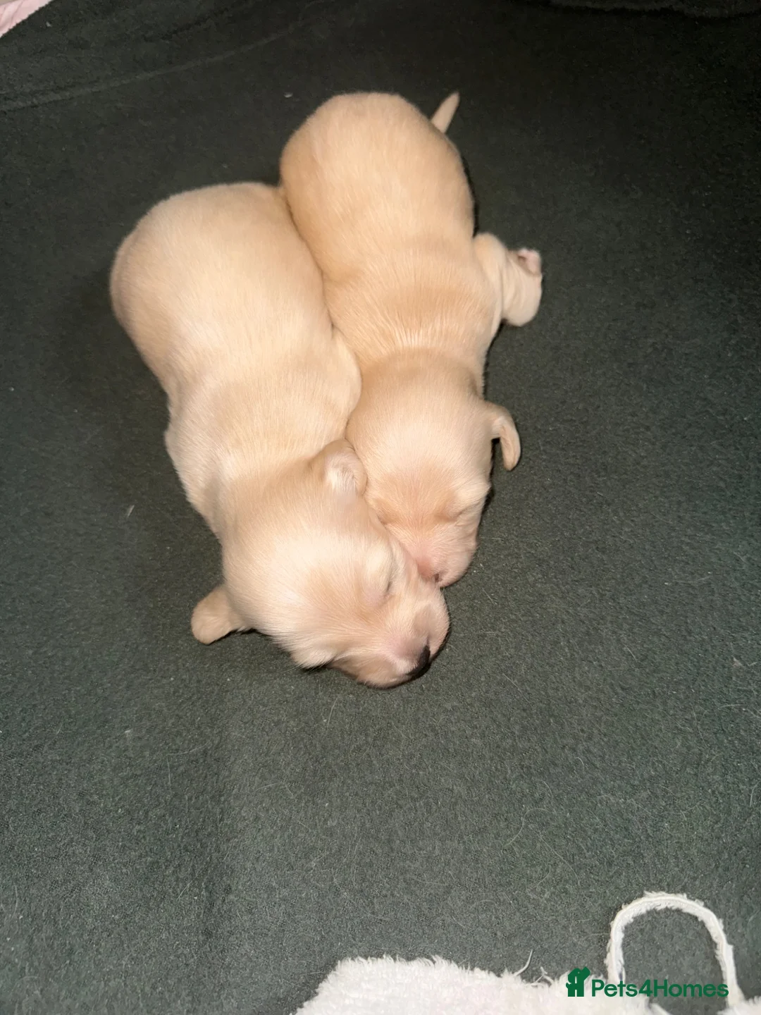 Miniature Dachshund dogs for sale: eeii Bright cream KC! Longhair miniature dachshund - Advert 2