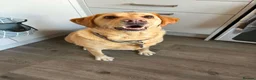 Labrador Retriever dogs for sale: Daisy the lab in Newport - Advert 4