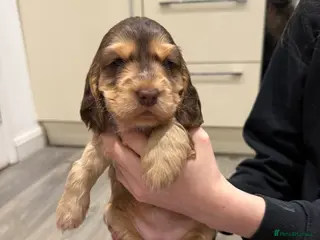 Cocker Spaniel dogs Health tested clear show cocker spaniel puppies - Advert 1