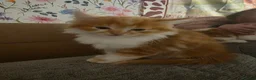 Mixed Breed cats for sale: Two Ginger boy kittens  - Advert 7
