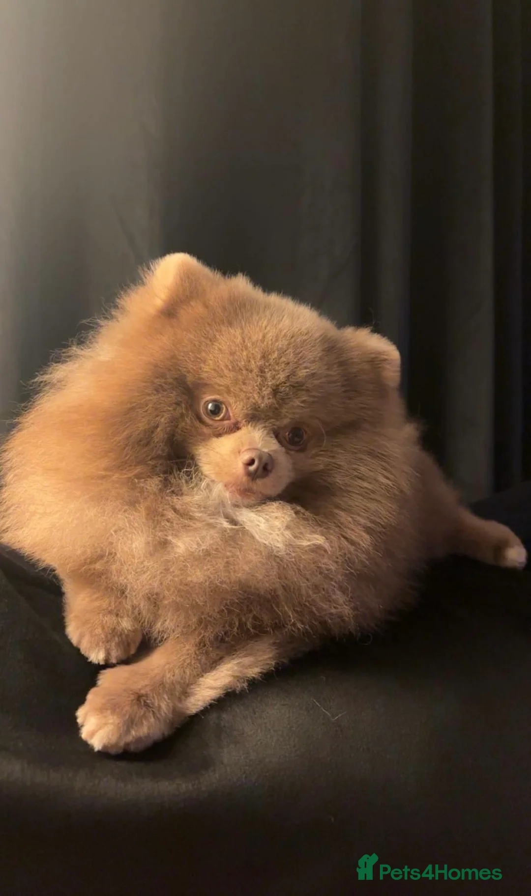 Pomeranian dogs for sale: Remi  - Advert 4