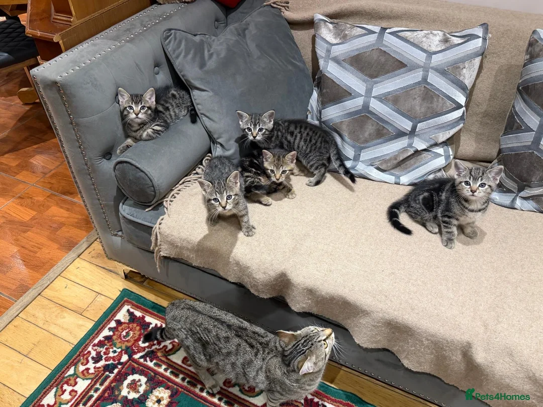 Mixed Breed cats for sale: Kittens - Advert 11