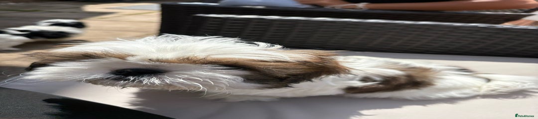 Shih Tzu Puppy 1