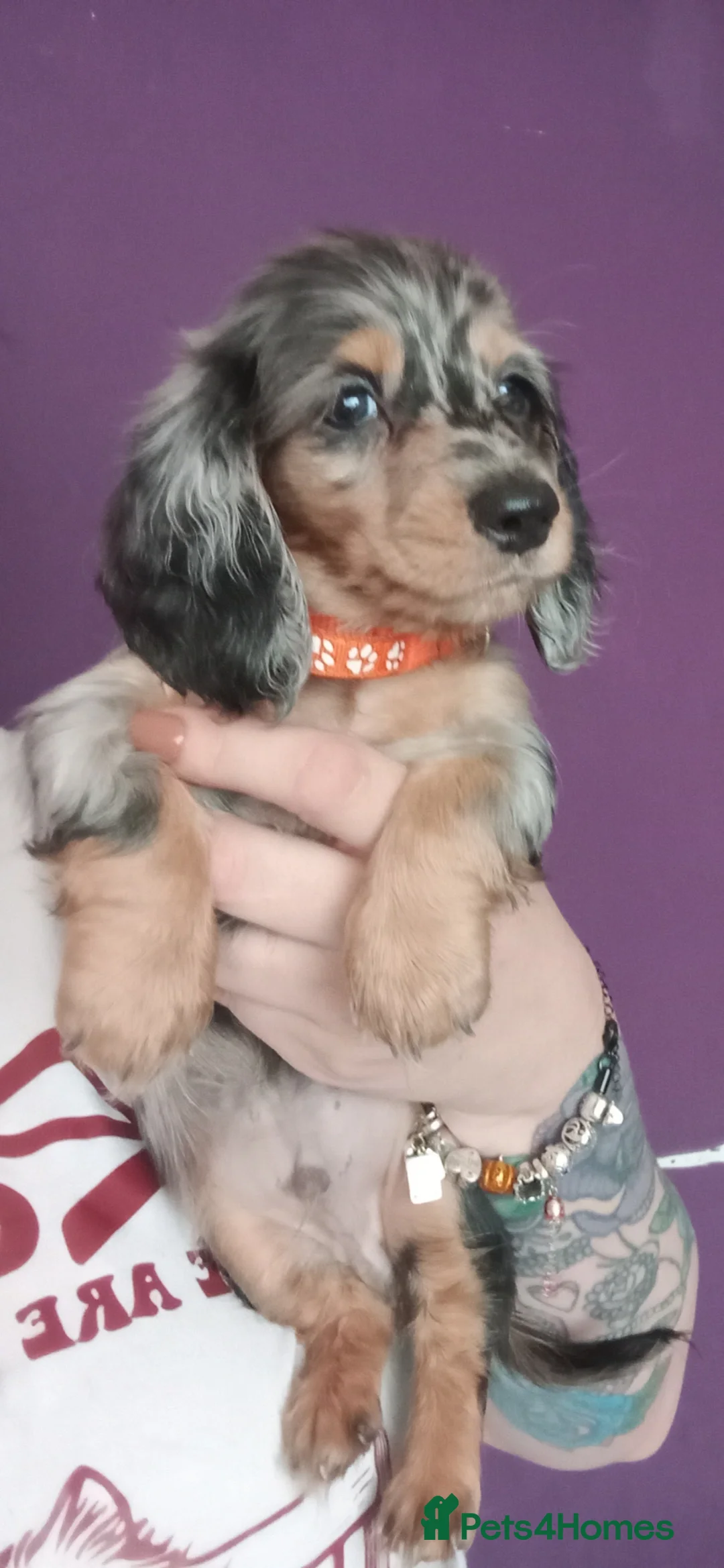 Miniature Dachshund dogs for sale: Long hair dapple 1 boy fully vaccinated - Advert 8