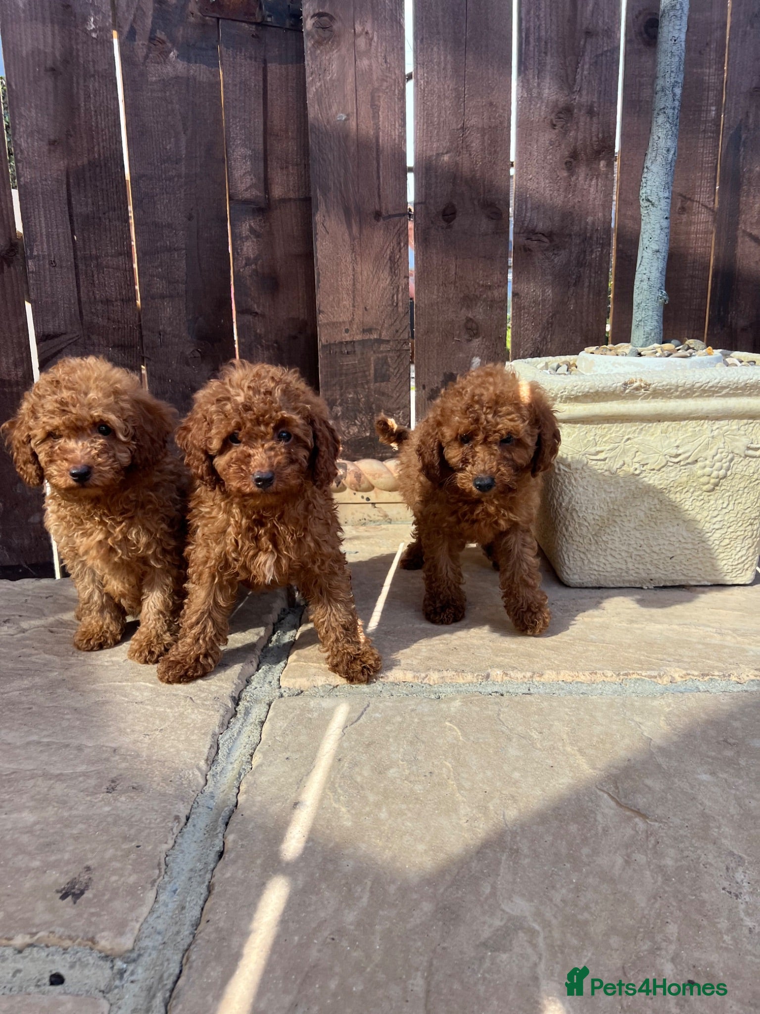 Toy Poodle dogs DNA health tested Toy Poodles  - Advert 4