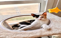 Arabian Mau cats for adoption: Female Rescue Cat for Adoption - Image 3