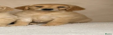 Golden Retriever Puppy 2