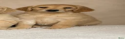 Golden Retriever dogs for sale: Golden retriever puppies - Advert 14