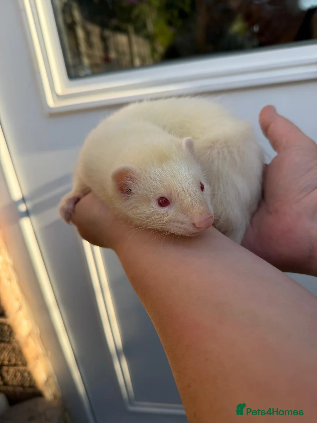Ferret rodents for sale: 1/2 micro ferret hobs - Advert 2