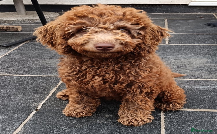 Labradoodle dogs - Advert 1