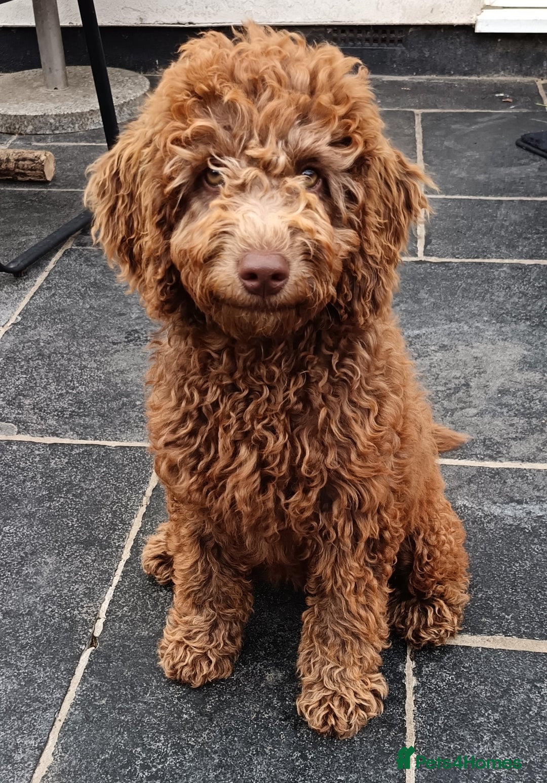 Red Straight Hair Labradoodle F1b Labradoodle Matted Hair Straight
