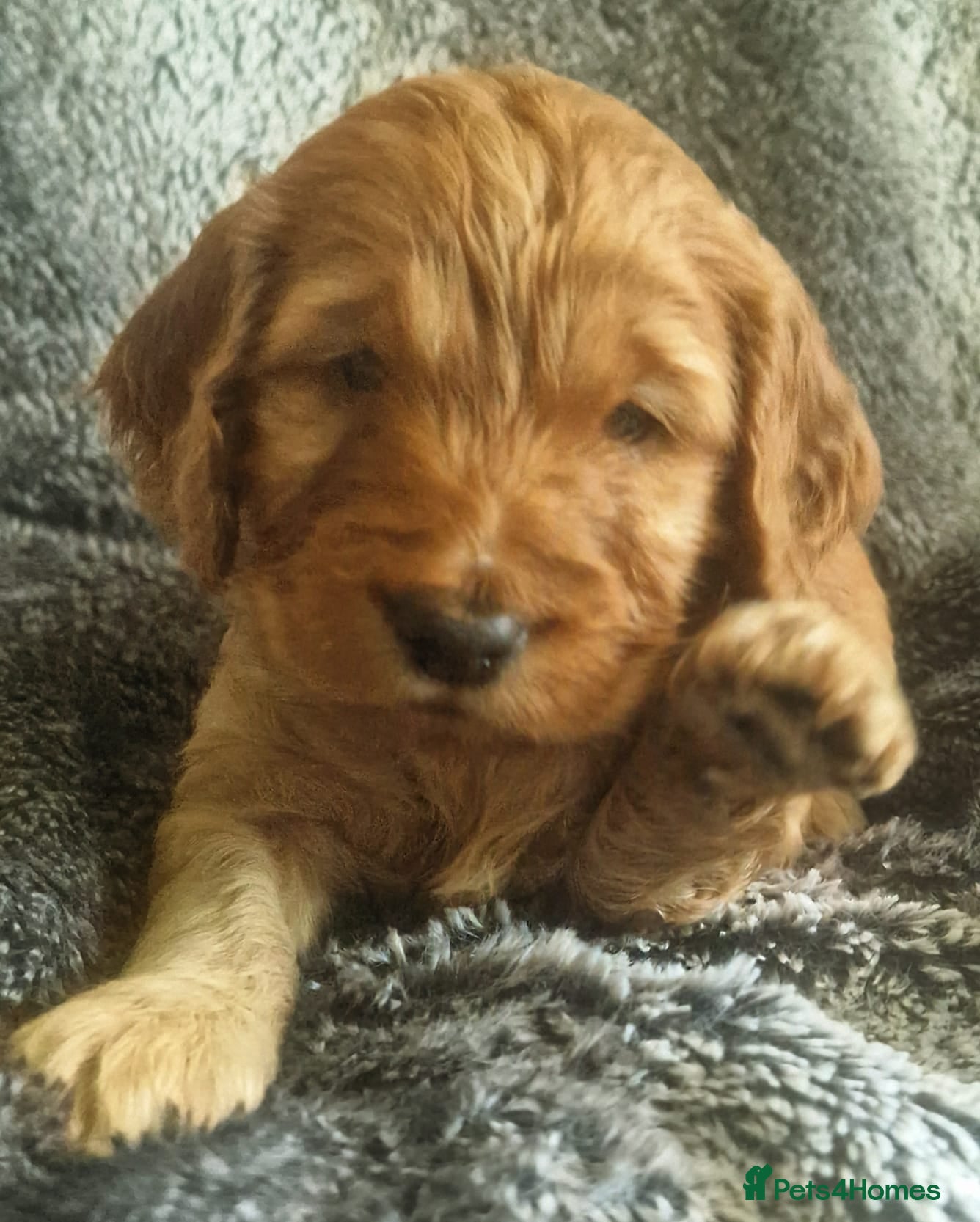 Cockapoo dogs Show Cockapoo puppies F1 - Advert 11