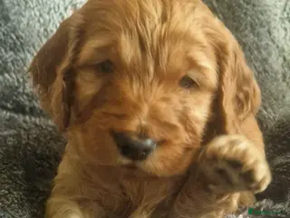 Cockapoo dogs 5* Licensed Breeder Cockapoo puppies F1 - Advert 16