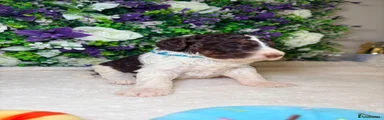 Bernedoodle 1