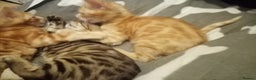 Mixed Breed cats for sale: Cute and Playful Kittens - Advert 34