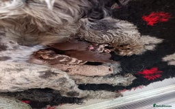Australian Labradoodle dogs for sale: These pups have it all - Image 7