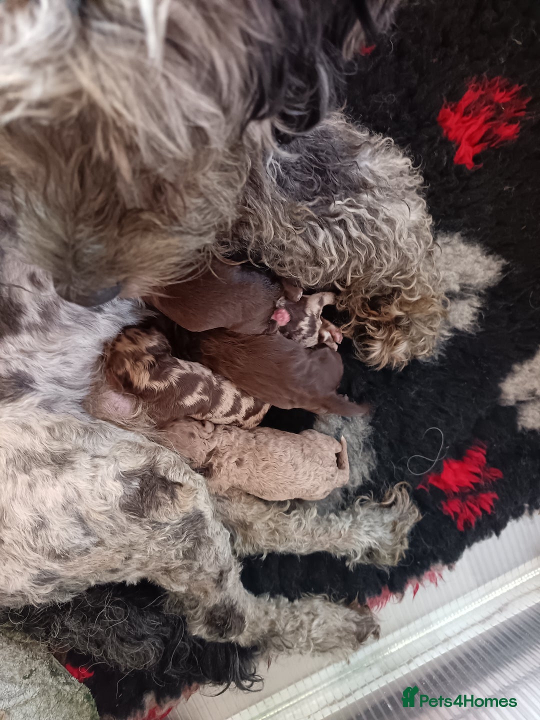Australian Labradoodle dogs for sale: These pups have it all - Image 7