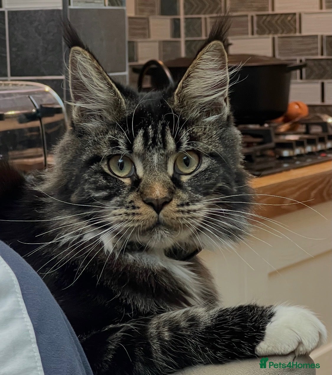 Maine Coon cats for sale: 💕 GORGEOUS GIRL LOOKING FOR FOREVER HOME 💕 - Advert 1