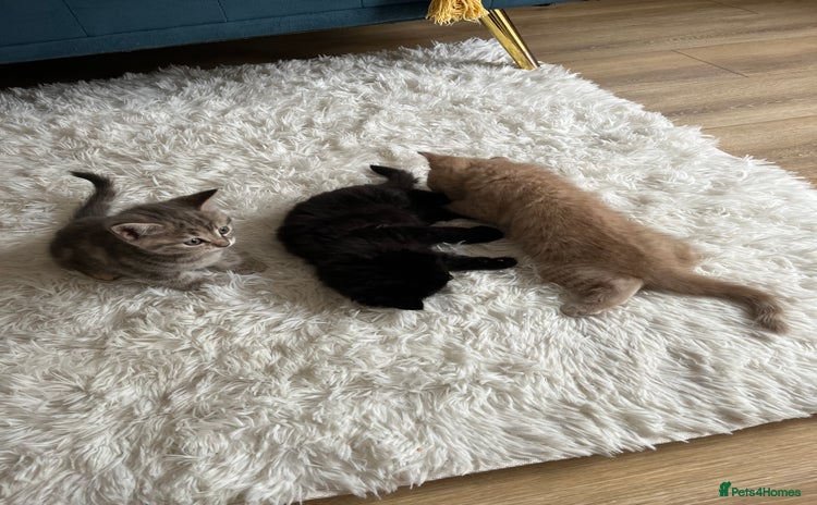 Mixed Breed cats - Advert 16