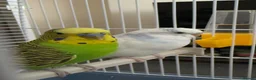Budgerigars birds for sale: Two budgies for sale  in London - Advert 4