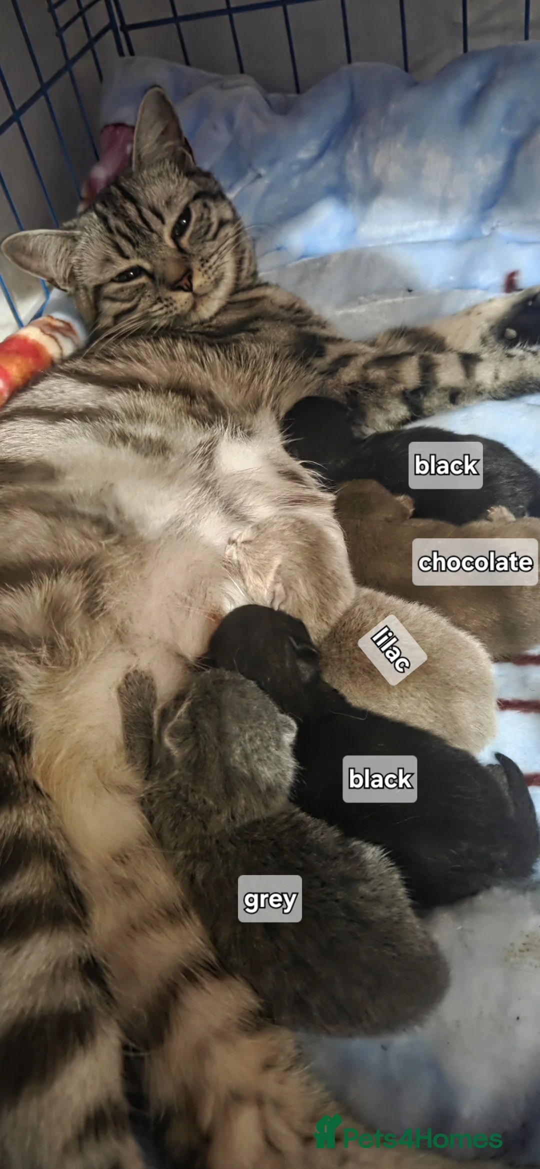 British Shorthair cats for sale: British Short Hair/ Scottish Fold - Advert 1