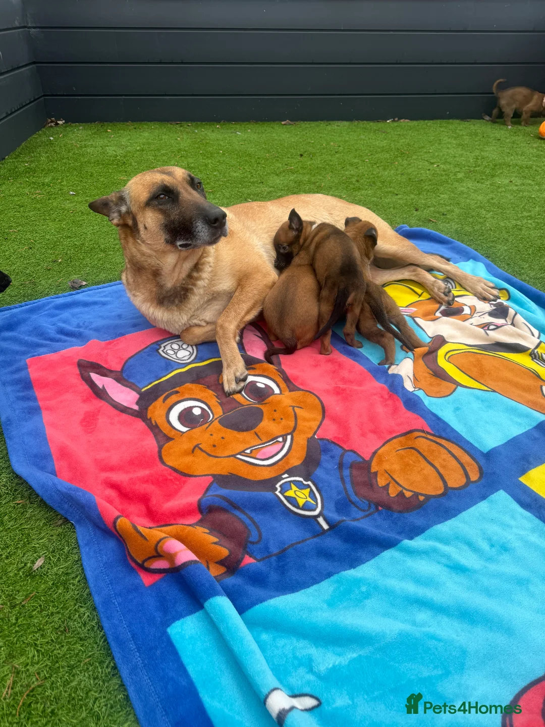 Belgian Shepherd Dog dogs for sale: Belgian Malinois Puppies - Advert 2
