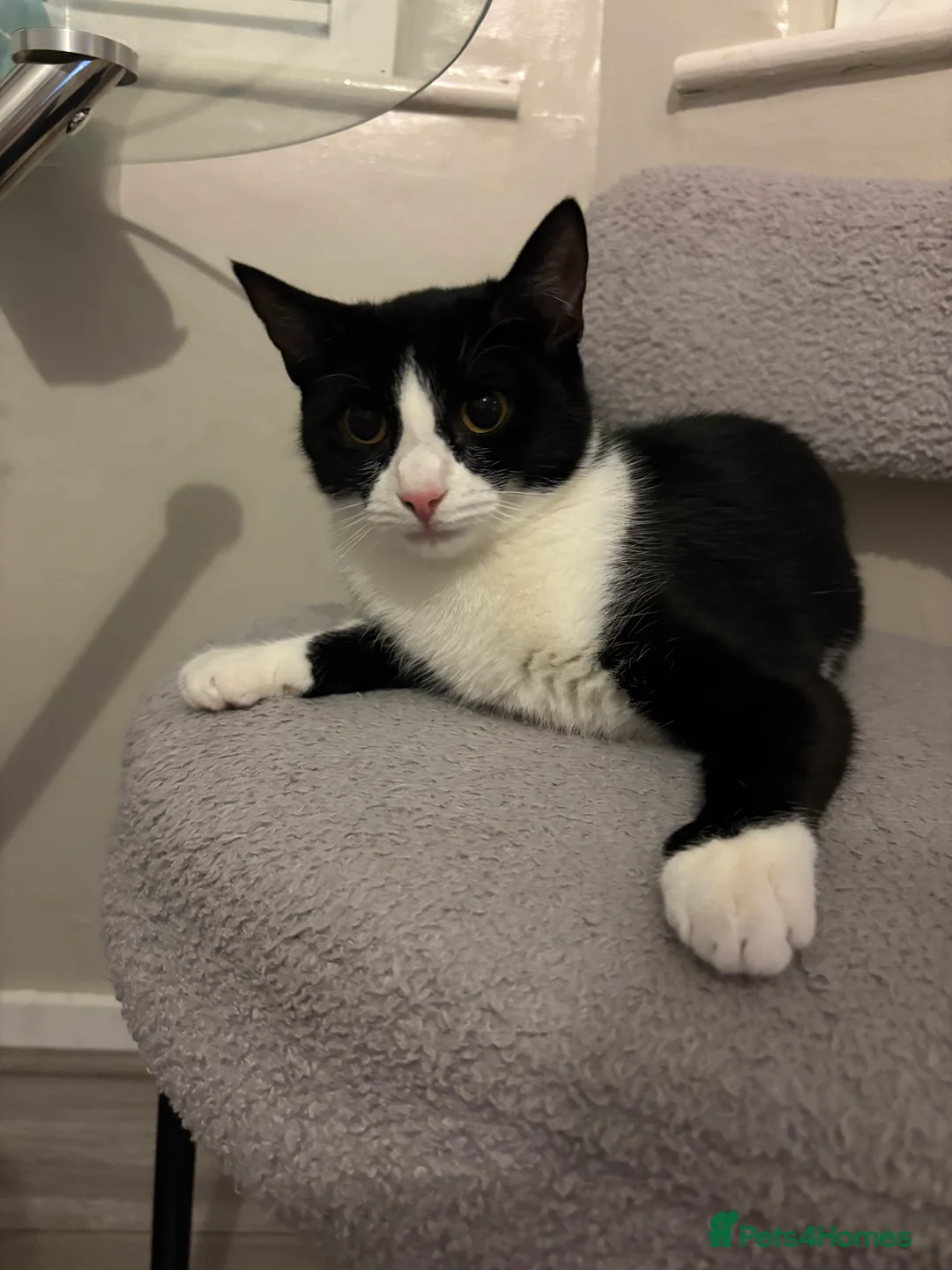 Mixed Breed cats for sale: REHOMING ASAP in London - Advert 2