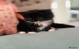 Mixed Breed cats for sale: nebelung cross kittens  - Image 2