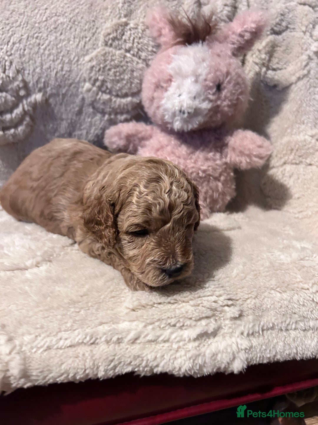 Cockapoo dogs for sale: Toy cockapoo puppies 3 boys 2 girls fox red  - Image 4