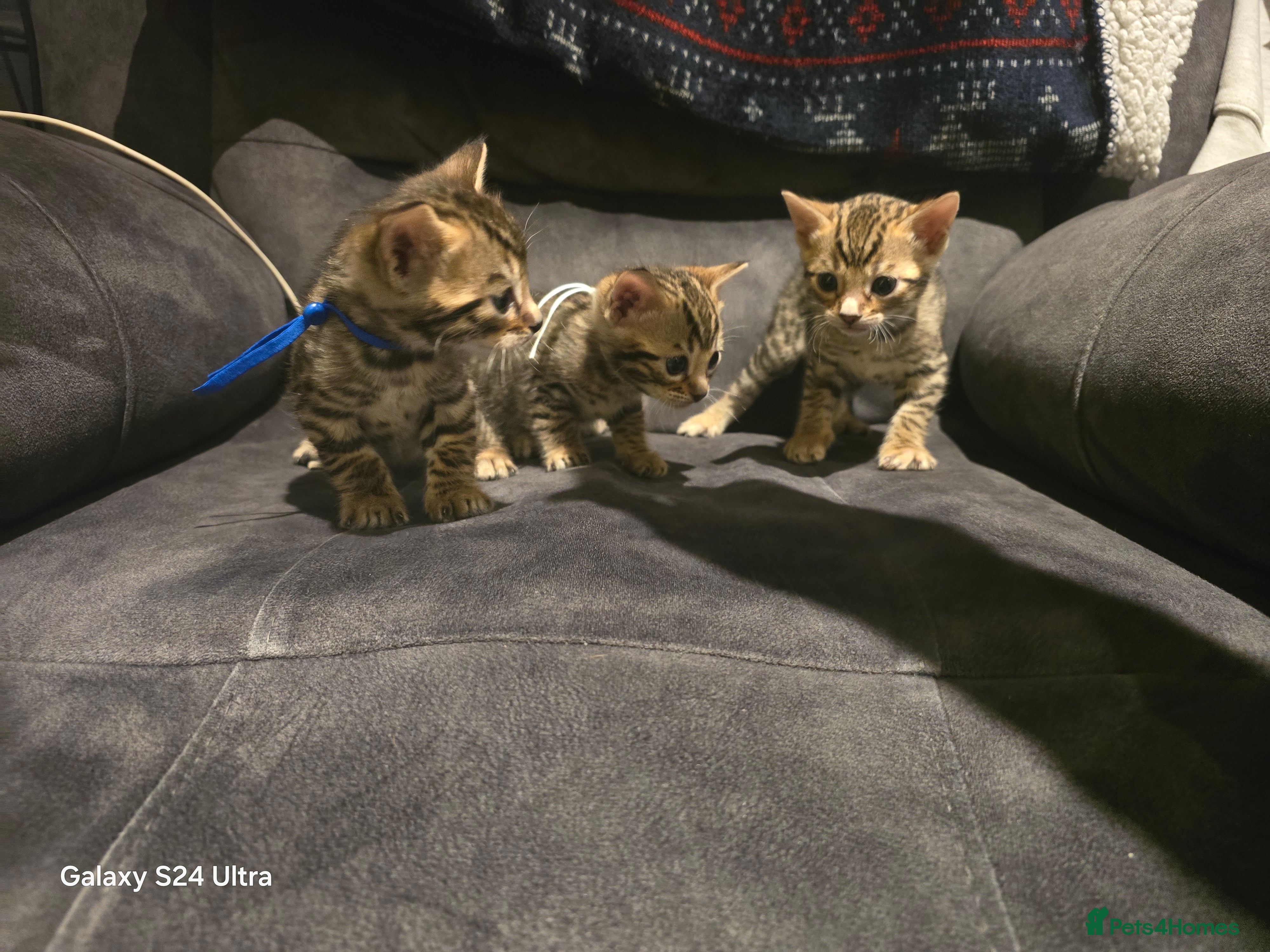 Bengal cats 3 Beutiful bengal kitten - Advert 15