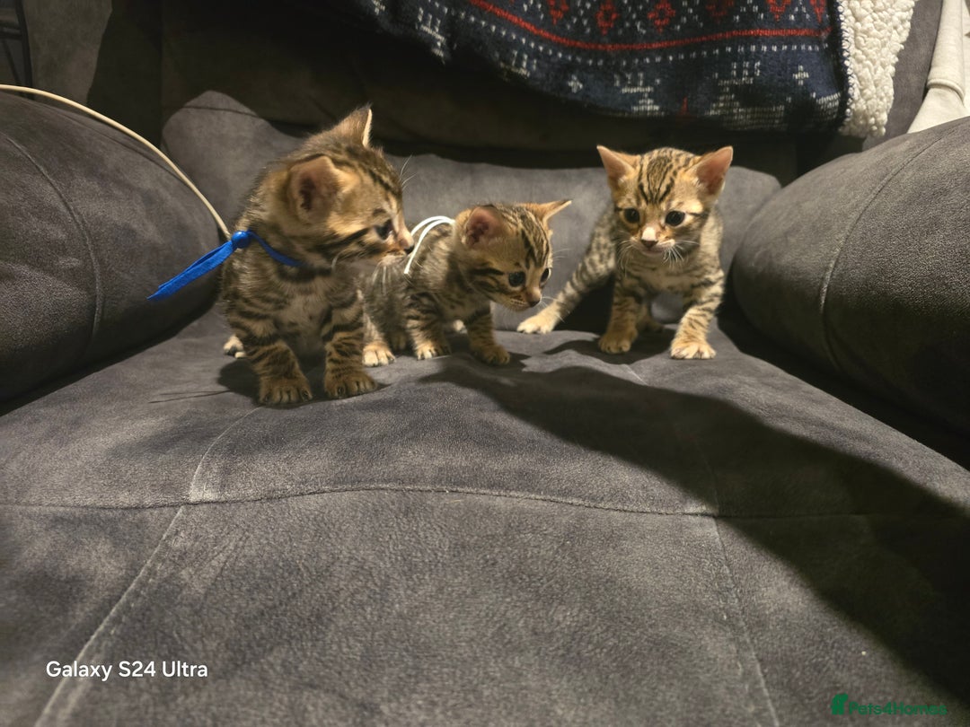 Bengal cats for sale: 3 Beutiful bengal kitten - Advert 1
