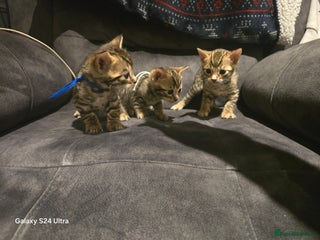 Bengal cats 3 Beutiful bengal kitten - Advert 15