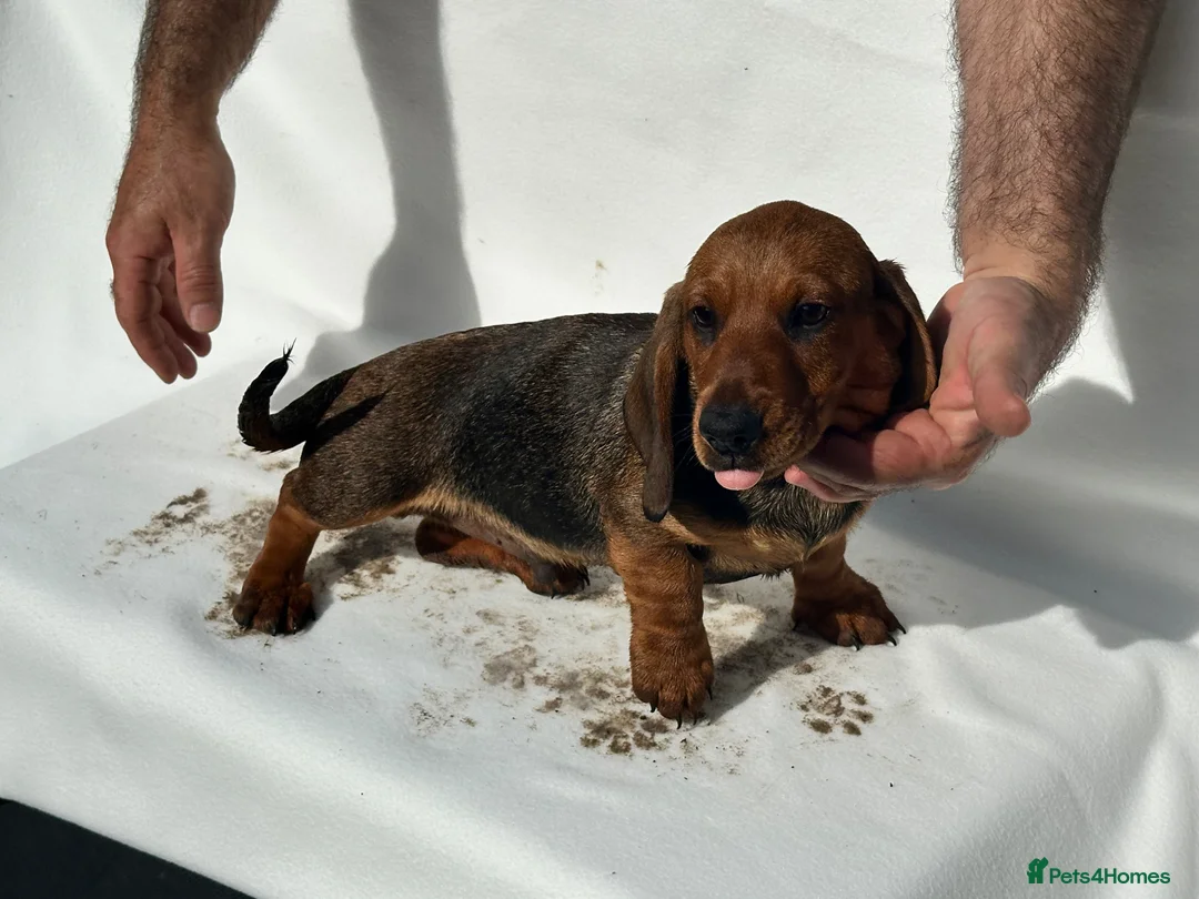 Dachshund dogs for sale: Wire haired dachshunds in Stonehouse - Advert 10