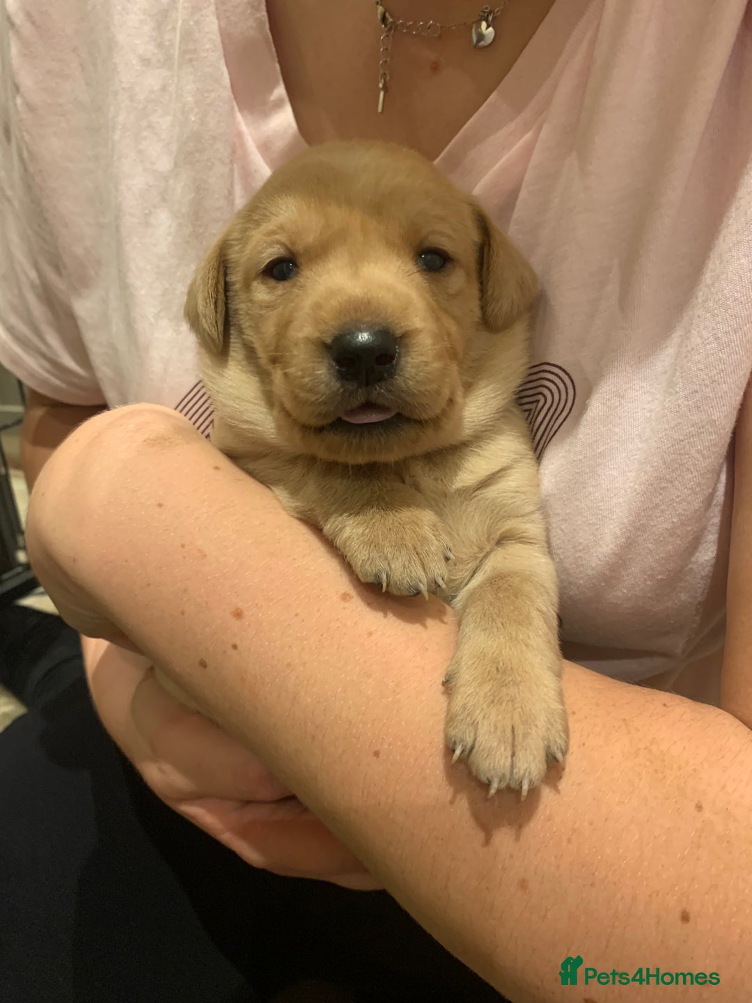 Labrador Retriever dogs for sale: Beautiful Labrador puppies for forever homes  - Image 7