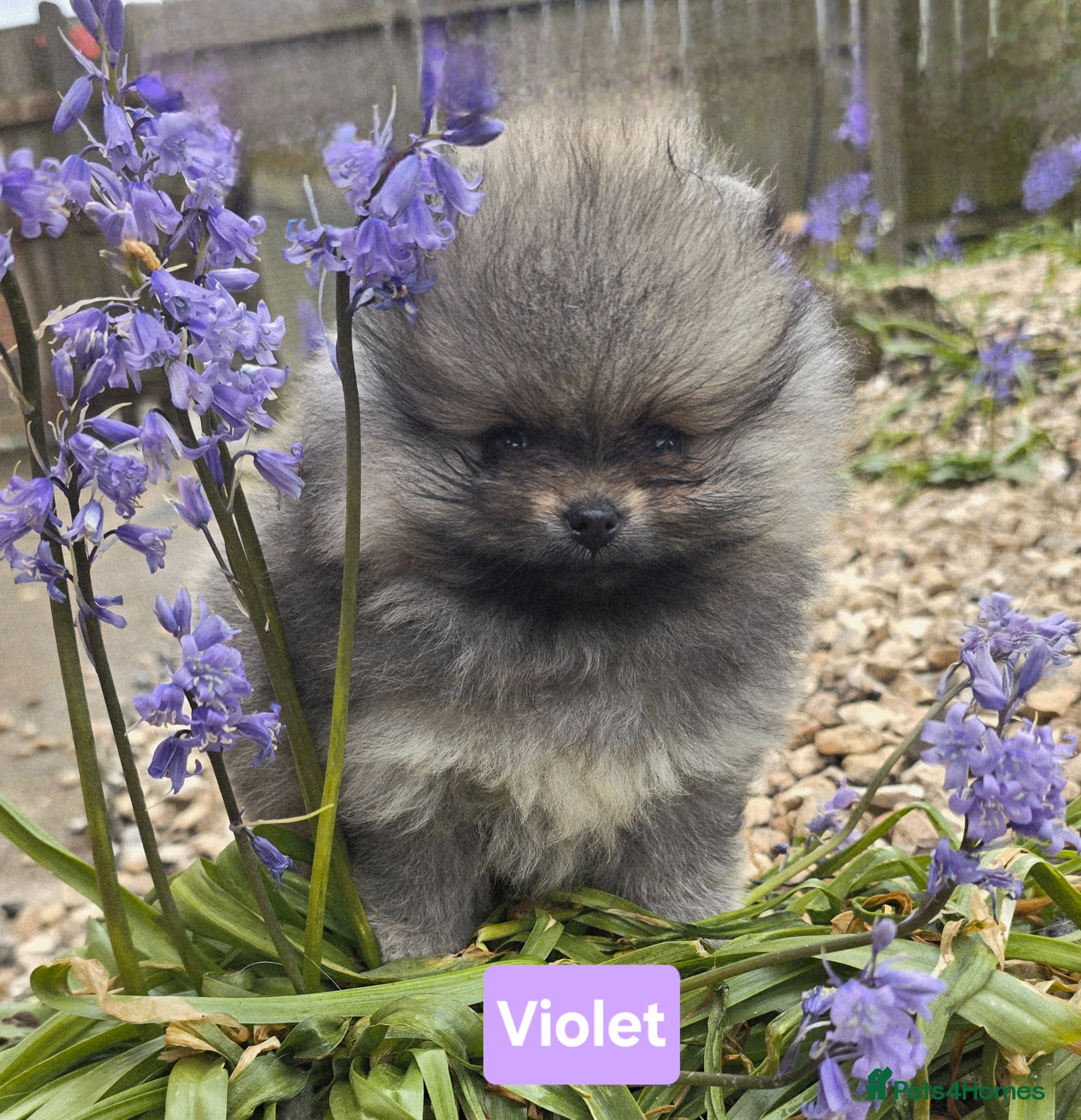 Pomeranian dogs *Beautiful pedegree pomeranian pups* - Advert 3