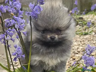 Pomeranian dogs *Beautiful pedegree pomeranian pups* - Advert 9