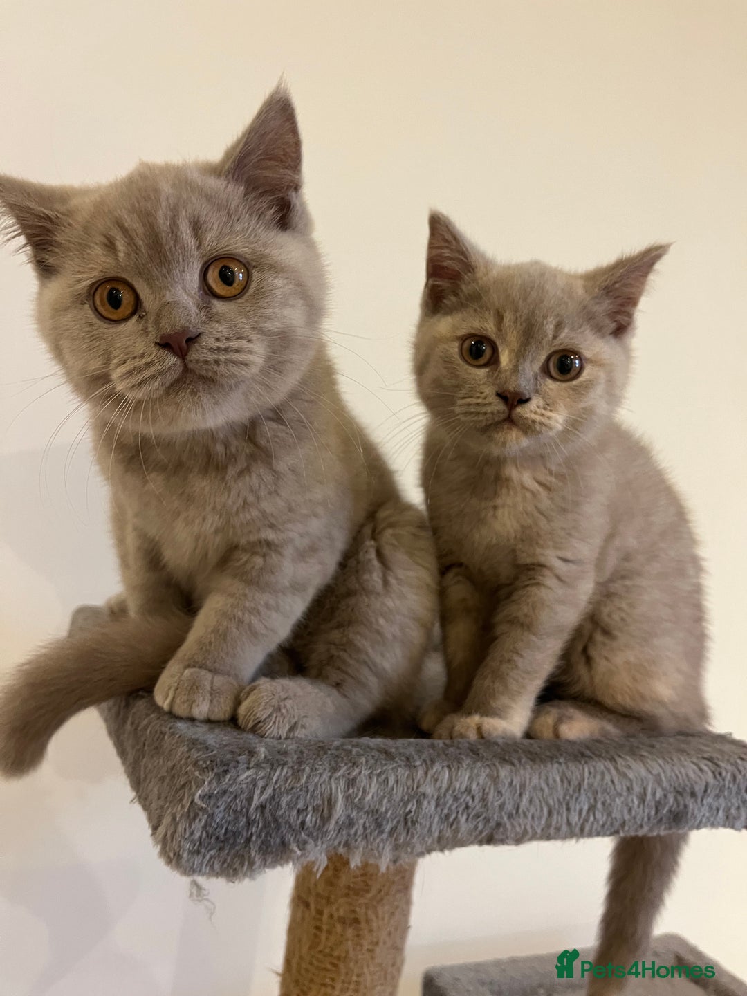British Shorthair cats for sale: Pedigree British Shorthair Kittens Golden & Lilac - Advert 1