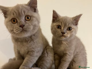 British Shorthair cats Pedigree British Shorthair Kittens Golden & Lilac - Advert 1