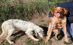 English Setter dogs for adoption: Gela  - Image 5