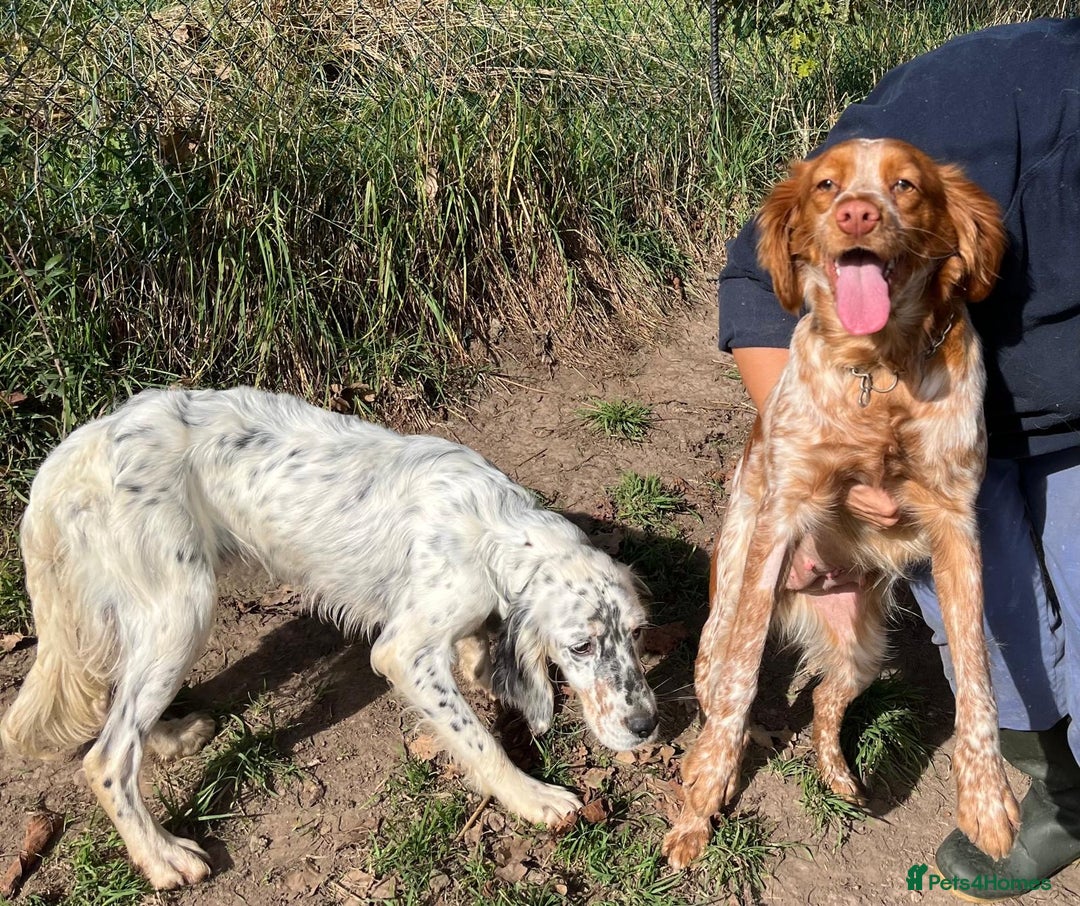English Setter dogs for adoption: Gela  - Image 5