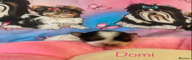 Domi 🩷 Girl Biewer Yorkshire Terrier Puppy 2